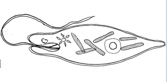 Euglena Coloring Pages